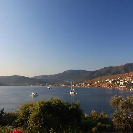 Macakizi ゴルトゥルブク