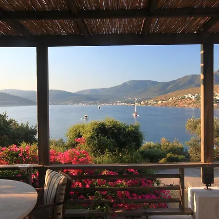 Macakizi ゴルトゥルブク