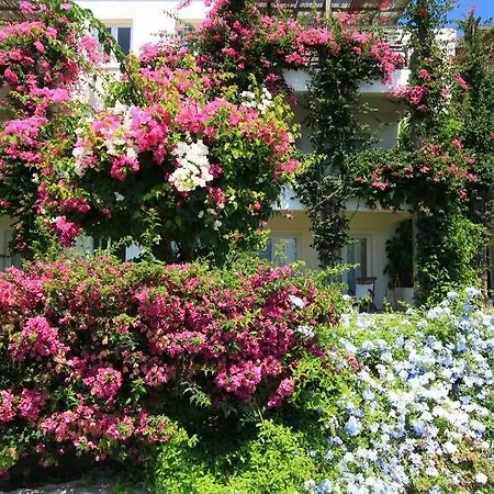 Macakizi ゴルトゥルブク